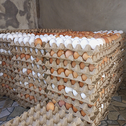 Fresh Eggs / Chicks